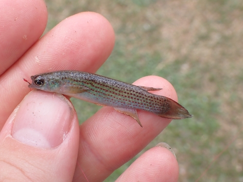 Swamp killi (Anablepsoides stagnatus) — Rivulidae