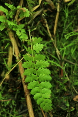 Asplenium incisum