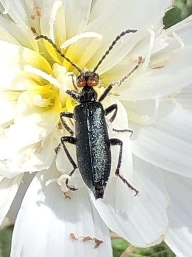 Red-eared Blister Beetle