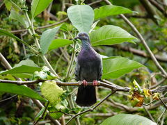 Columba livia domestica
