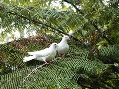 Columba livia domestica
