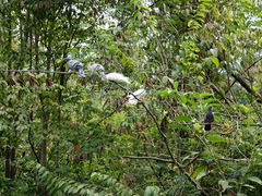 Columba livia domestica
