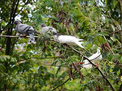 Columba livia domestica