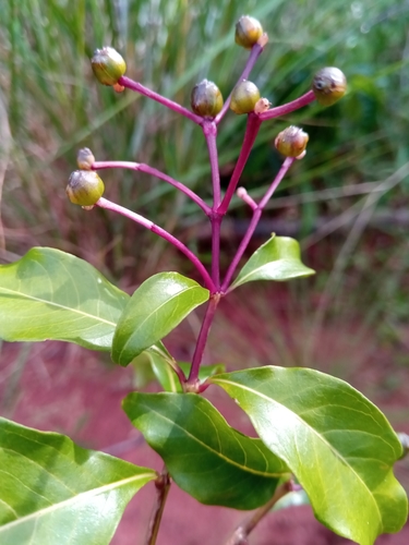 Chassalia princei