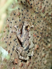 Pristimantis ventrimarmoratus