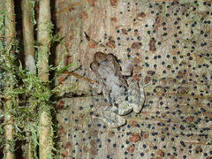 Pristimantis ventrimarmoratus