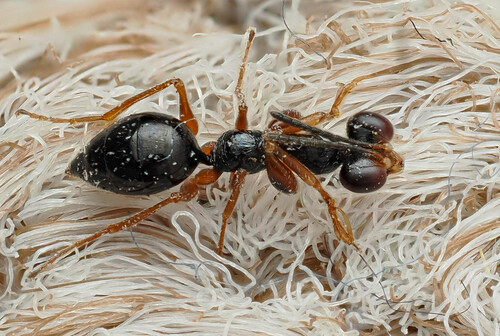 Dicondylus observed 2026-04-12