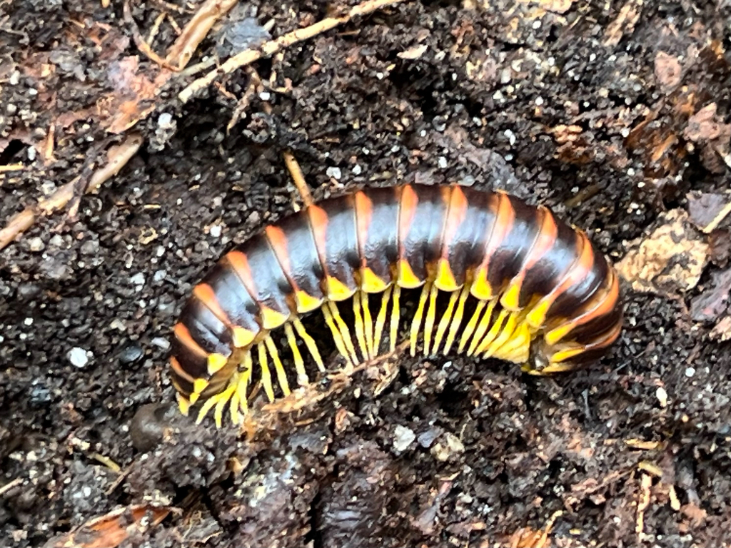 Charity’s millipede