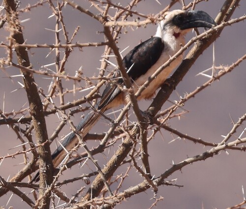 Von der Decken's Hornbill