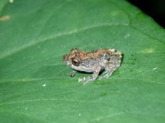 Pristimantis ventrimarmoratus