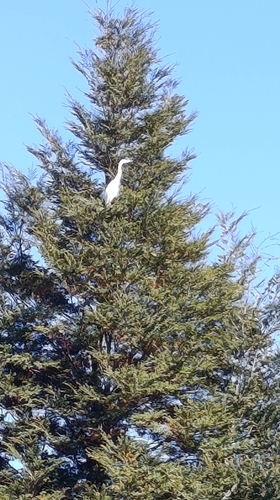 Great Egret