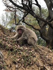 Macaca fuscata fuscata