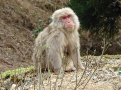Macaca fuscata fuscata