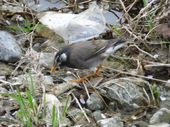 Spodiopsar cineraceus