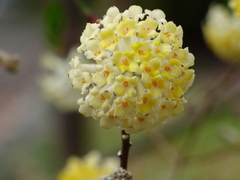 Edgeworthia chrysantha