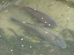 Cyprinus rubrofuscus