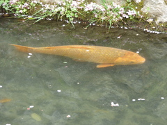 Cyprinus rubrofuscus
