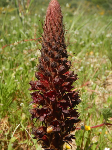 Orobanche foetida, photograph 6