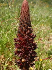Orobanche foetida, photograph (c) Duarte Frade, some rights reserved (CC BY)