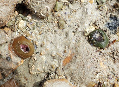 Isanemonia australis