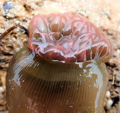 Isanemonia australis