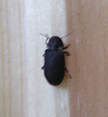 Hadrobregmus pertinax