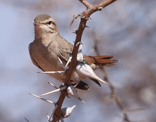 Rufous-tailed Scrub-Robin