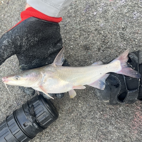 Madamango sea catfish (Cathorops spixii) — Ariidae — 5
