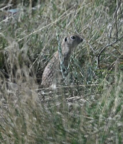 Spotted Ground Squirrel observed by cathyp