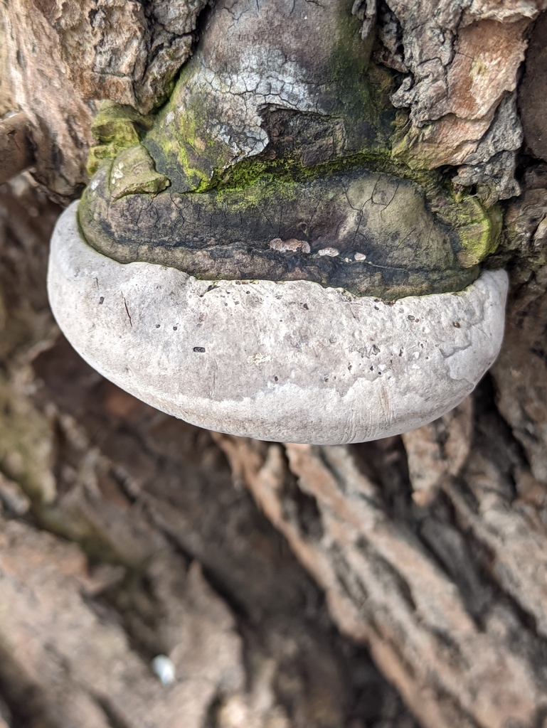 Phellinus igniarius · April 2026 · photo: © naturalist57011 (iNaturalist, cc-by)