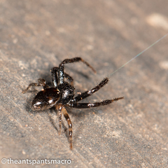 Xysticus bimaculatus