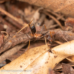 Leptomyrmex rothneyi