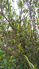 Vaccinium wrightii