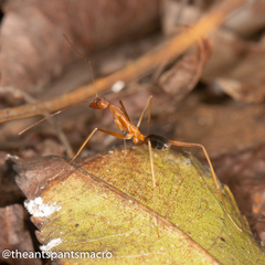 Leptomyrmex rufipes