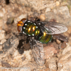 Amenia chrysame