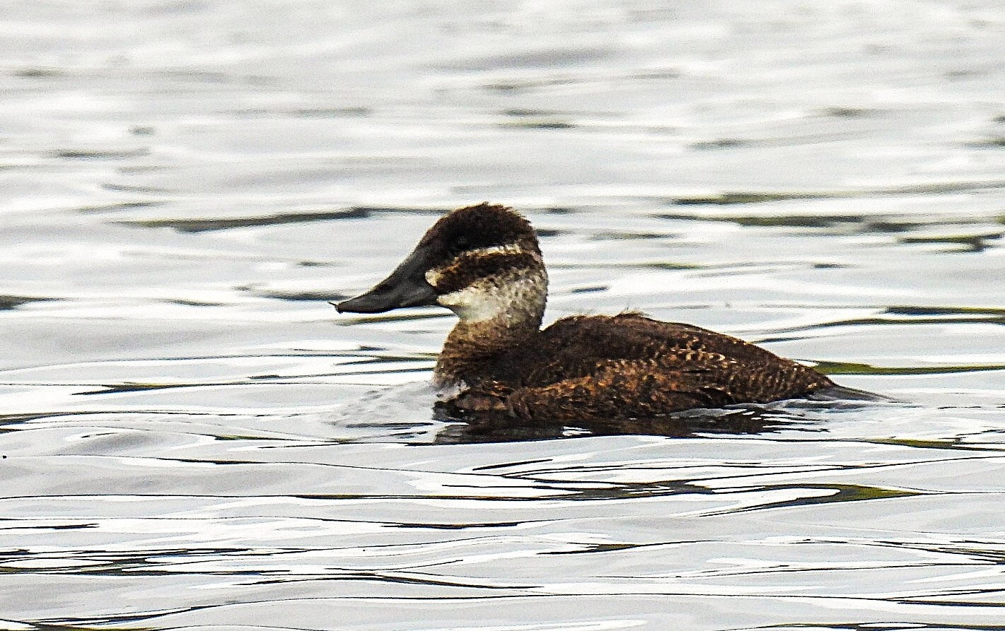 Maccoa Duck (Oxyura maccoa), photo 3