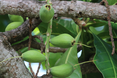 Barringtonia calyptrata