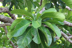 Barringtonia calyptrata