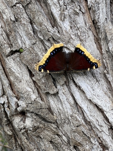 iNaturalist observation photo of Mourning Cloak