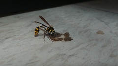 Phimenes flavopictus formosanus