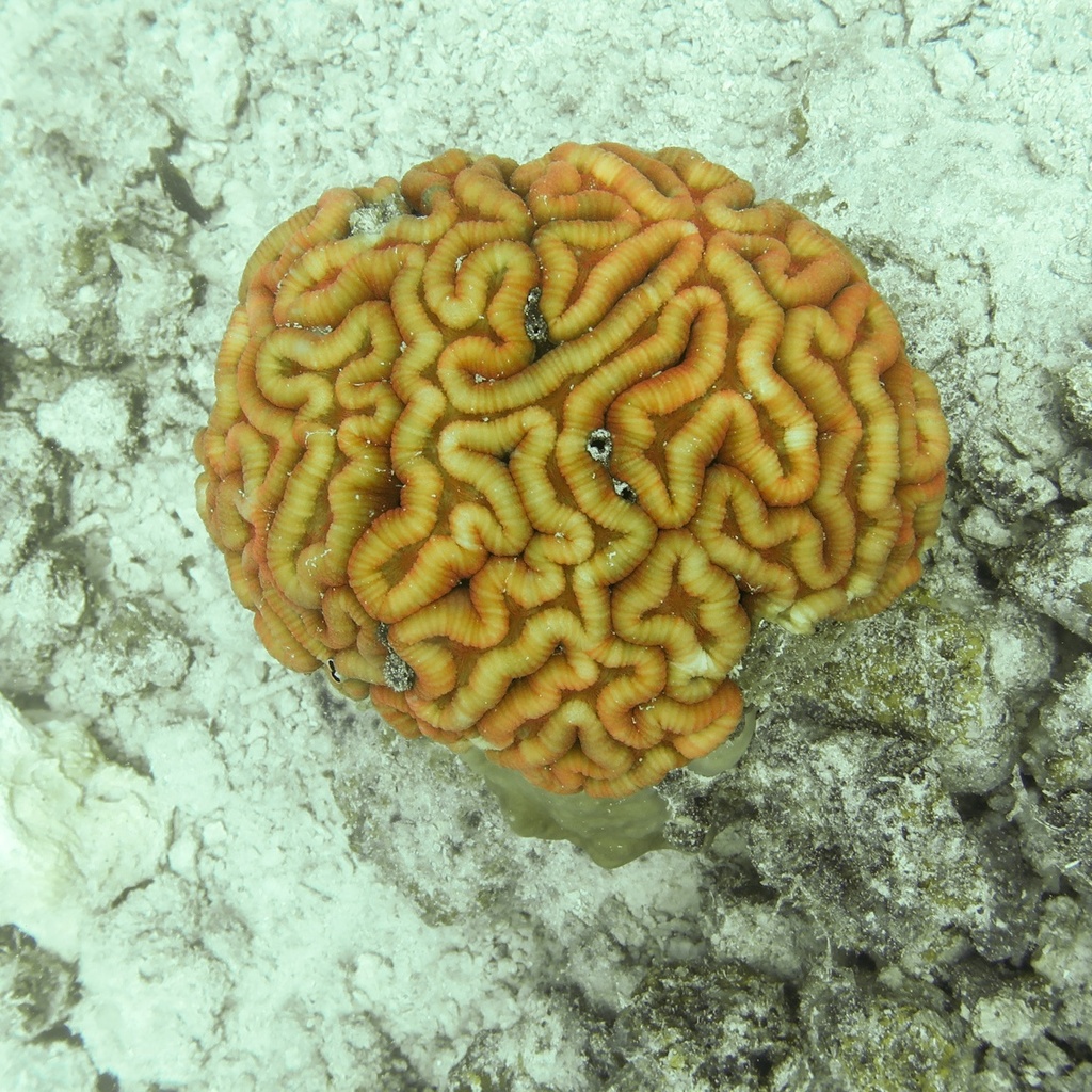 Lobophyllia hataii