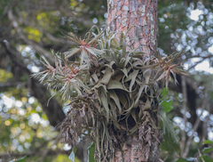 Tillandsia streptophylla