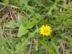 Taraxacum formosanum