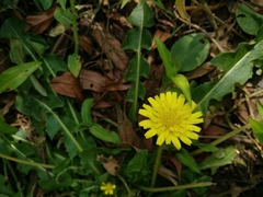 Taraxacum formosanum