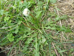 Taraxacum formosanum