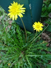 Taraxacum formosanum