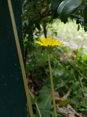 Taraxacum formosanum