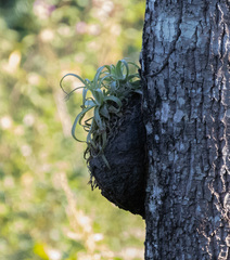 Tillandsia streptophylla
