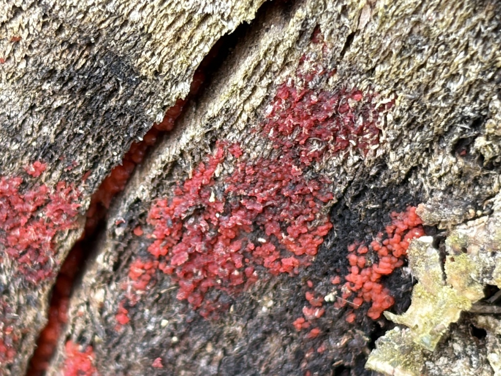 Tulasnella aurantiaca