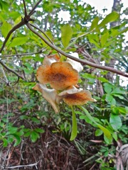 Exobasidium rhododendri